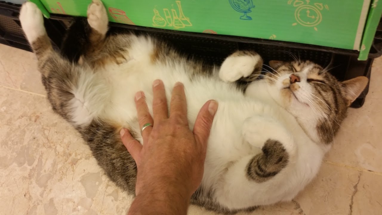 Turkish Stray Cat in Carrefour Market Getting a Belly Rub YouTube