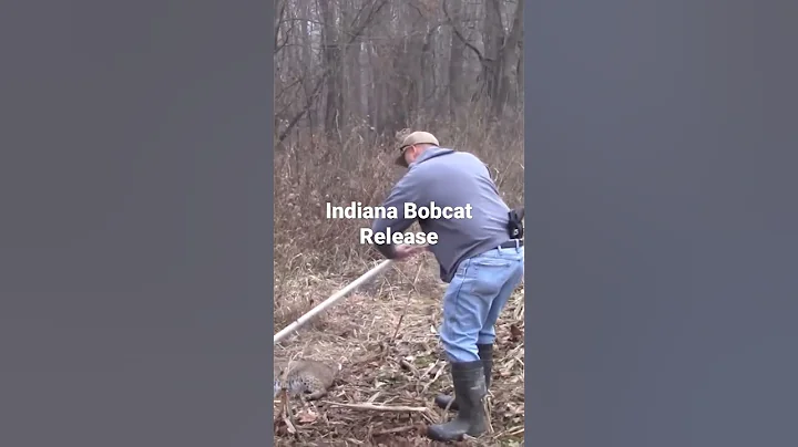 Indiana Bobcat release from a few years ago #shorts #Bobcat #trapping