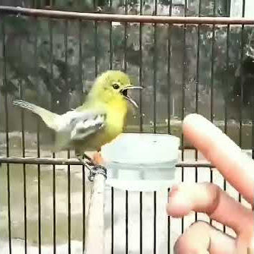 Siulan Termantapp Burung Cipoh/Sirtu
