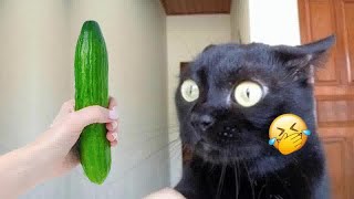 😻🐕 Funniest Cats and Dogs 😘❤️ Best Funny Animals 2024 # 23