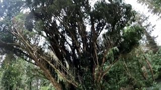 The Sacred Yew Trees of Ireland by RoundTower Productions 169 views 1 month ago 7 minutes, 17 seconds