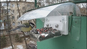 Кормушка / Bird Feeder Live Stream