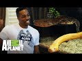 Dwight Howard encarga un tanque para sus serpientes | Con el agua al cuello | Animal Planet