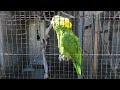 七つのおはようを持つ キエリボウシインコ2026年5月11日＃インコ