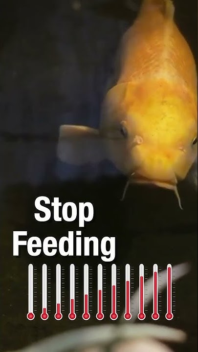 how-to-know-when-to-stop-feeding-koi-youtube