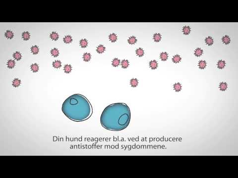 Video: Vaccination Af Hvalpe Og Hunde