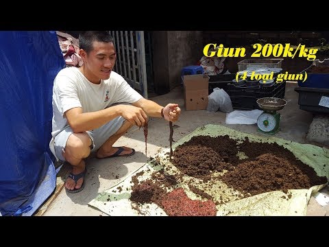 Video Mua giun đỏ, giun quế ở đâu | Chia sẻ nơi bán 4 loại... - youtube
