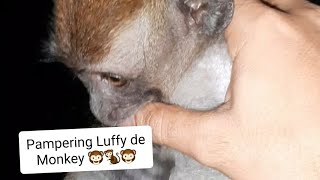 PAMPERING MONKEY GOGOY #youtube #shorts #monkey #luffy #memes