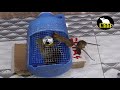 Mousetrap monday  how to set a mousetrap  rat caught in mousetrap
