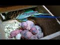 Meus filhotinhos de periquitinhos!!🐦🐦🐦🦜🦜