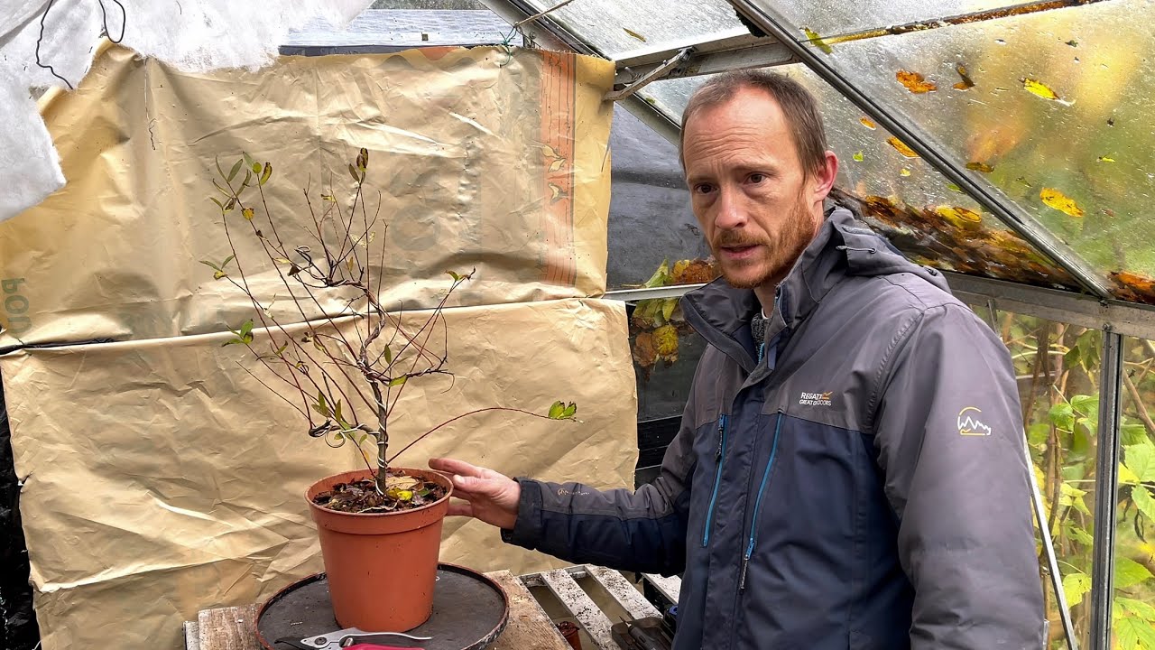 Pruning & Wiring my Willow Pre-Bonsai | Salix Integra Flamingo