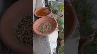sparrow chirping sounds #birdfeeding #birds