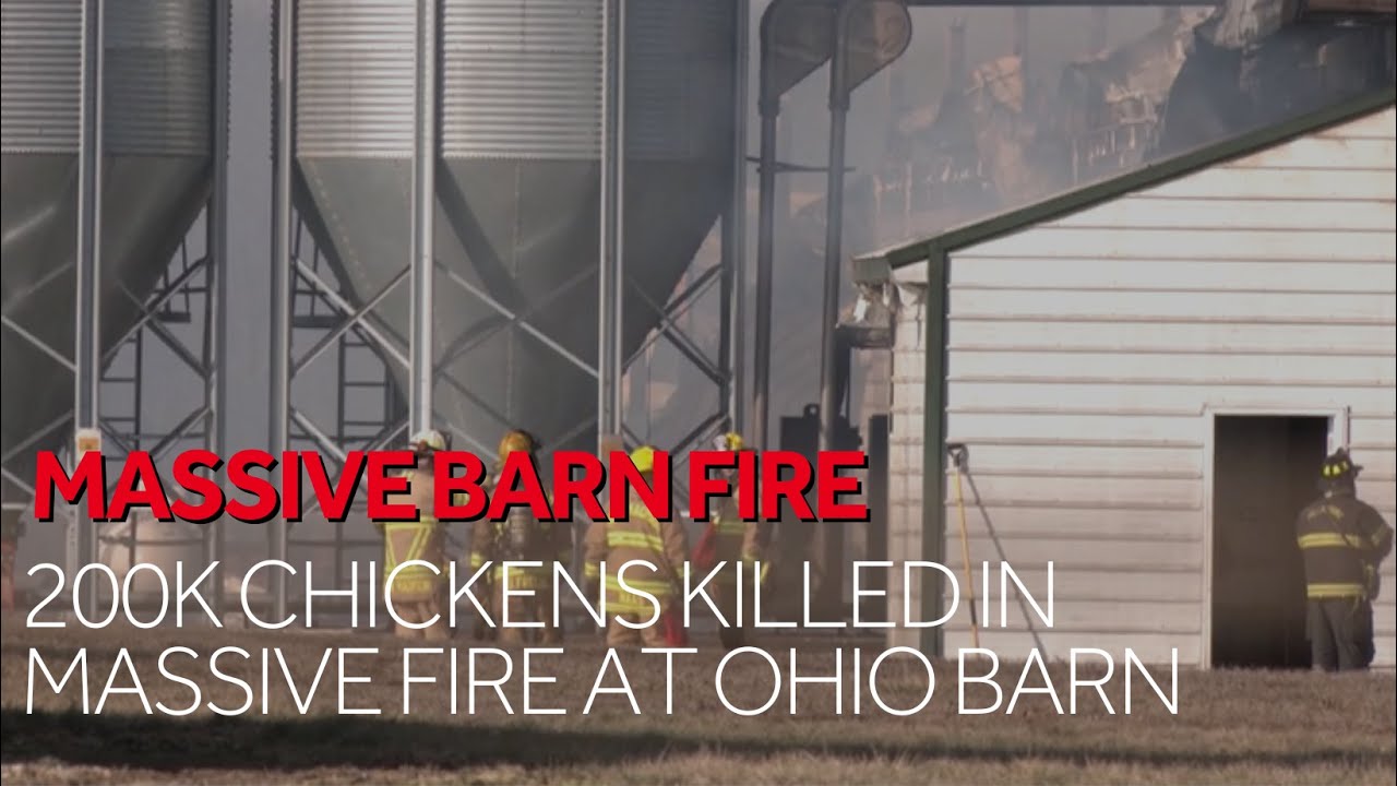 200K chickens killed in massive fire at Ohio barn - YouTube