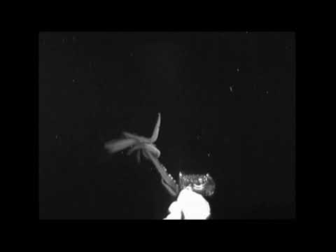 Vidéo: Calmar Géant Filmé Dans Le Golfe Du Mexique