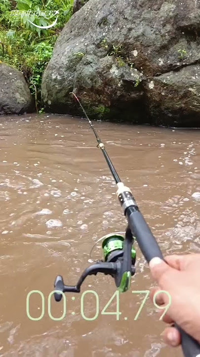 MKMENT LANGKKA PEMANCING #fishing #mancing #ikan