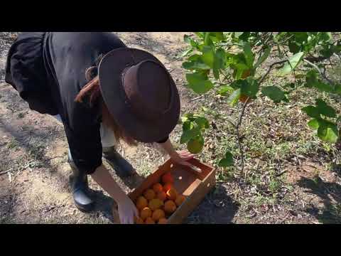 Harvesting Tangelo From Our Orchard