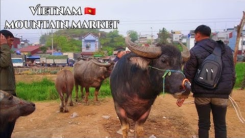 Bac Ha Buffalo Market | Phiên Chợ Trâu Lớn Nhất Vùng Biên & Những Giao Dịch Kỳ Lạ Ở Lào Cai