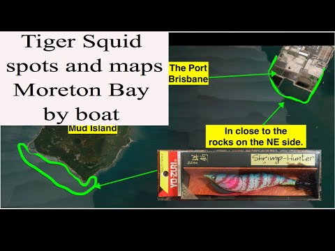 Squid fishing Moreton