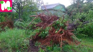 Ураган в городе Тверь Последствия урагана Тверь Первомайский 11 06 2016(В городе Тверь, в районе Первомайский, 11 июня прошел большой ураган. Много деревьев вырвало с корнем, деревь..., 2016-06-12T16:04:42.000Z)