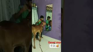 ગૌ પ્રેમી Devalmor @dhavalmor7559 villagelife ghoda villagevlog ahir ahirani horse gujarat