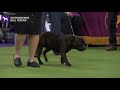 Staffordshire Bull Terrier | Breed Judging 2020 の動画、YouTube動画。