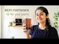 Best Fertiliser for Plants at Home