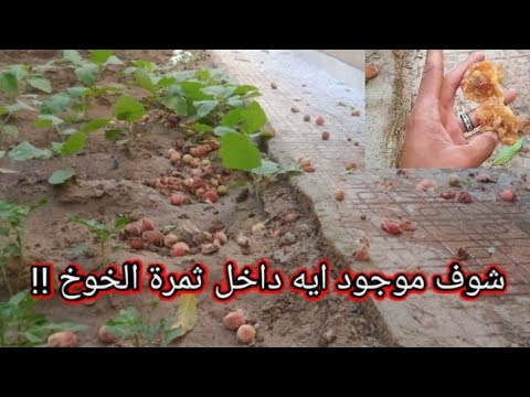 فيديو: سقوط فاكهة شجرة الخوخ: أسباب سقوط الفاكهة من شجرة الخوخ