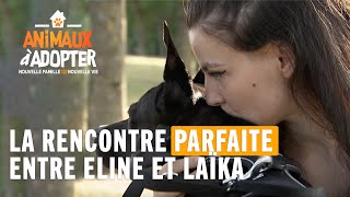 La rencontre parfaite entre Eline et Laïka - Animaux à Adopter