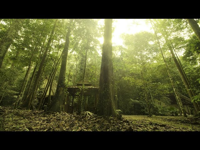 Traditional Malay Music - Malay Jungle class=