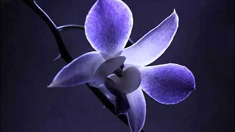 مقطع من سورة غافر -سلمان العتيبي