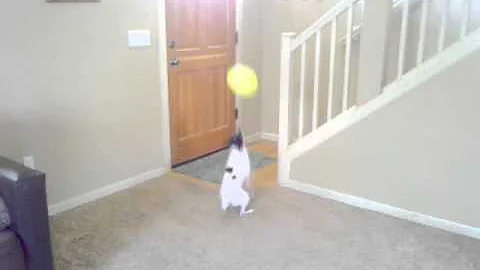 Polly plays balloon volleyball!
