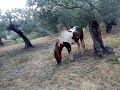 El pinto atrae a todos los caballos.