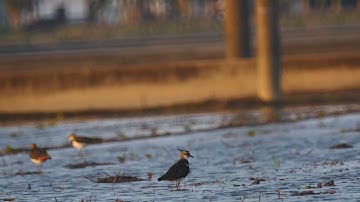 44283771 MotionElements cny yunlin yuanchang towns hd