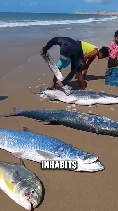 Atlantic Tarpon's Scale #shorts