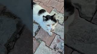 Kalpli Tayt #cats #pazar #kedi #katze #gato #asmr #बिल्ली #猫 #dua #destek #keşfet #merhamet