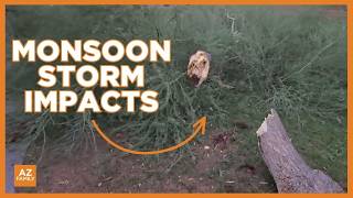 Storm causes damage, downs power lines in Phoenix