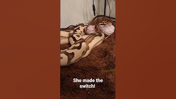Making the switch from live to frozen-thawed 🎉 😆#reptiles #snakes #ballpython