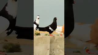 💕💕💕 #pigeon #bird #pigeonlaver #bird #pigeonlaver #kabootarba #kabootar #kabutar #kabootarba #birds