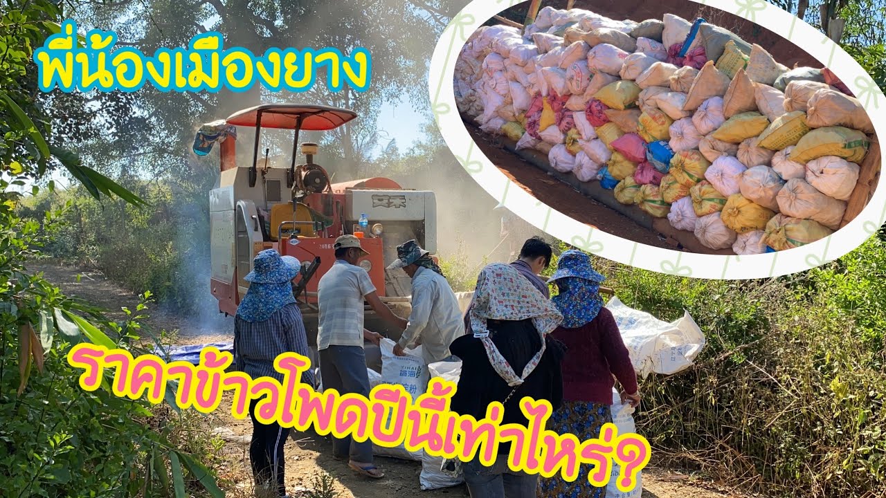 ราคาข้าวโพดเมืองยางปีนี้เท่าไหร่