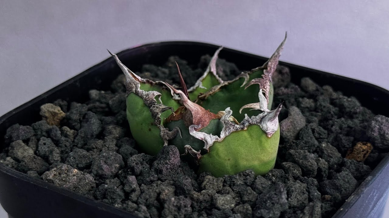 アガベ・チタノタ シーザー/凱撒（芽）-060｜agave titanota caesar |