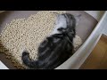 猫の赤ちゃん　トイレでおしっこ　【ねこ cat】