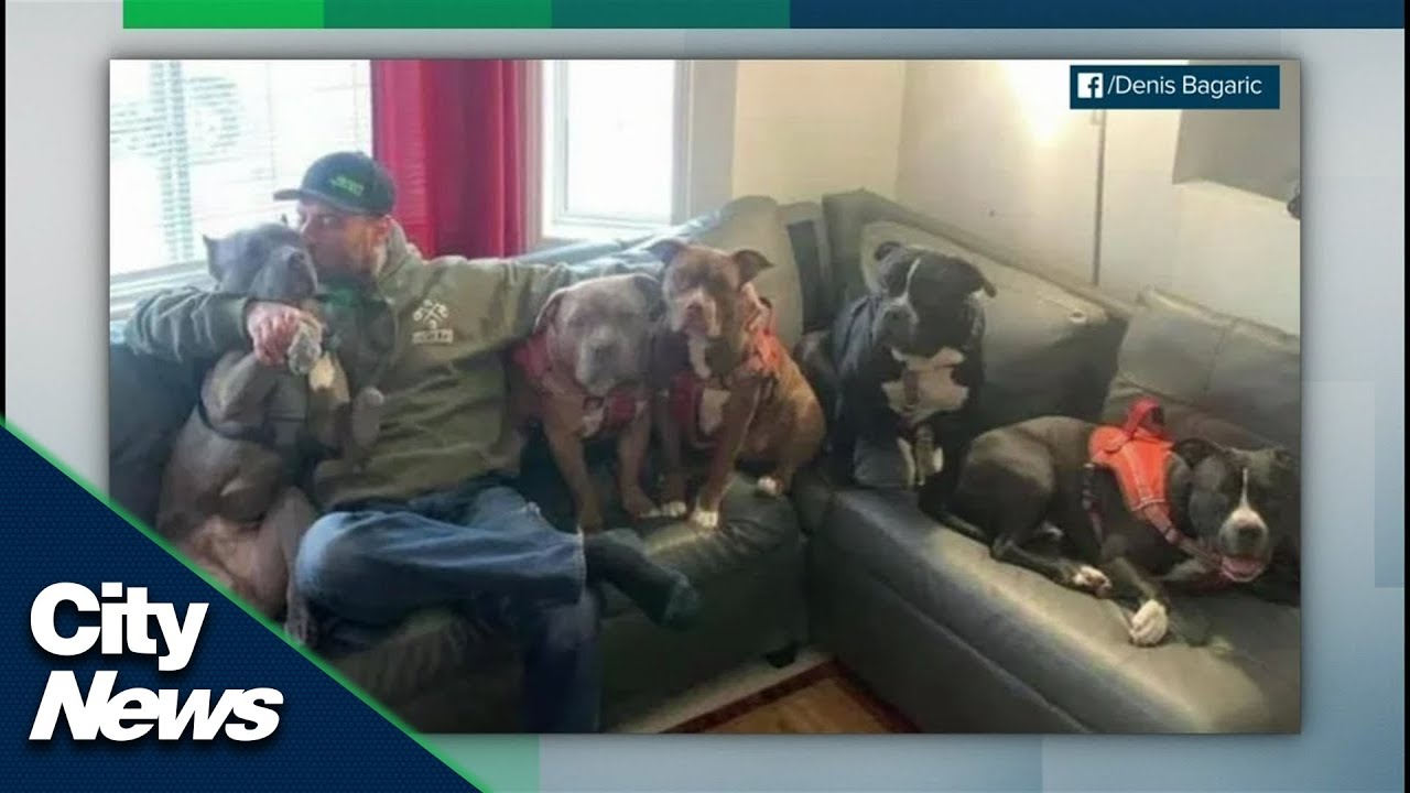 Charges laid in fatal dog attack - YouTube