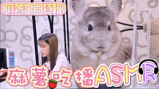 【寵物】龍貓吃播ASMR自製龍貓水果乾零食~(麻薯兩歲生日特輯)