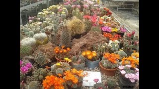 An exhibition of cactuses  2018 - Czech Republic - Brno 26.5.2018-3.6.2018  ( www.lokr.cz )