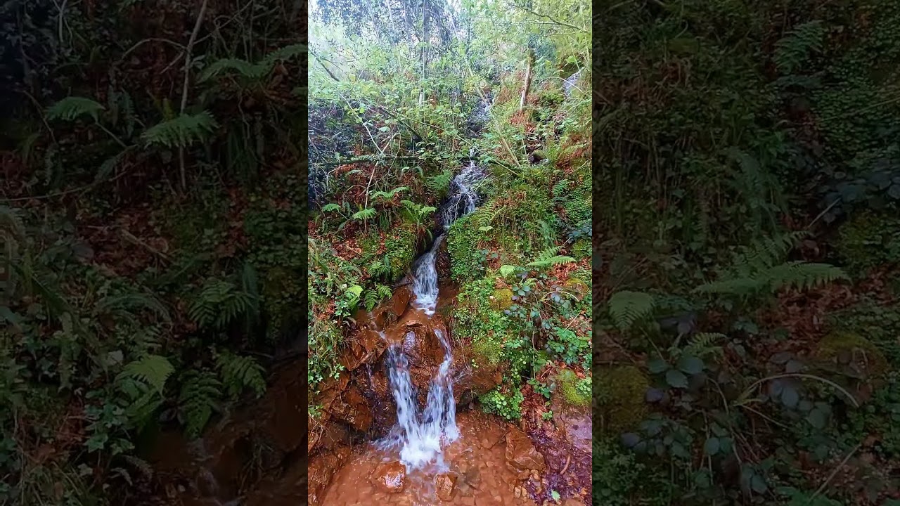 Descubre el mágico Roble Tumbao en el corazón de Cantabria 🌳✨️ #cantabriainfinita #senderismo