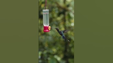 HummingBird Drinking From Feeder