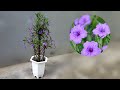 Creation with purple flowers / Cùng sáng tạo với hoa Chiều Tím