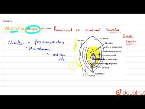 Video: Hvad er perispermisk frø?