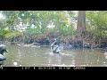Pond Cam Video Wood Ducks