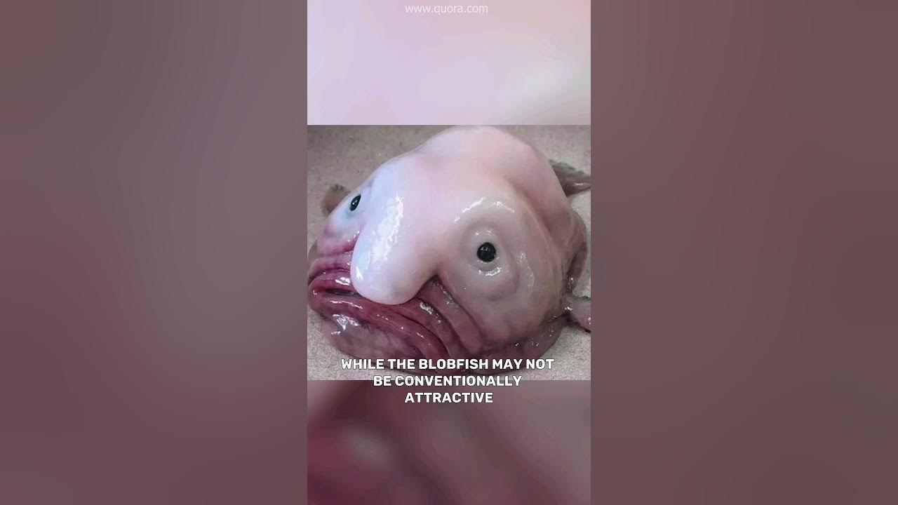 Sad Faced Blob-fish a deep sea survivor? #blobfish #fish #shorts 